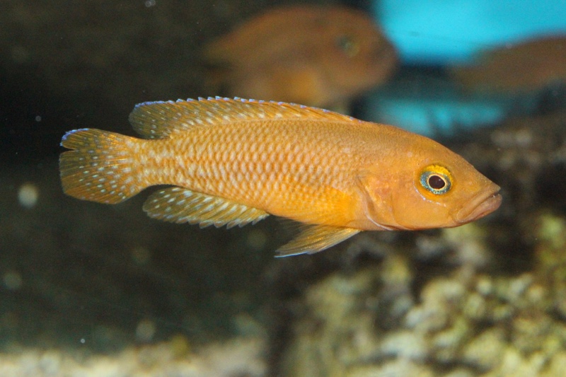 Neolamprologus niger